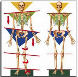 pelvic stability