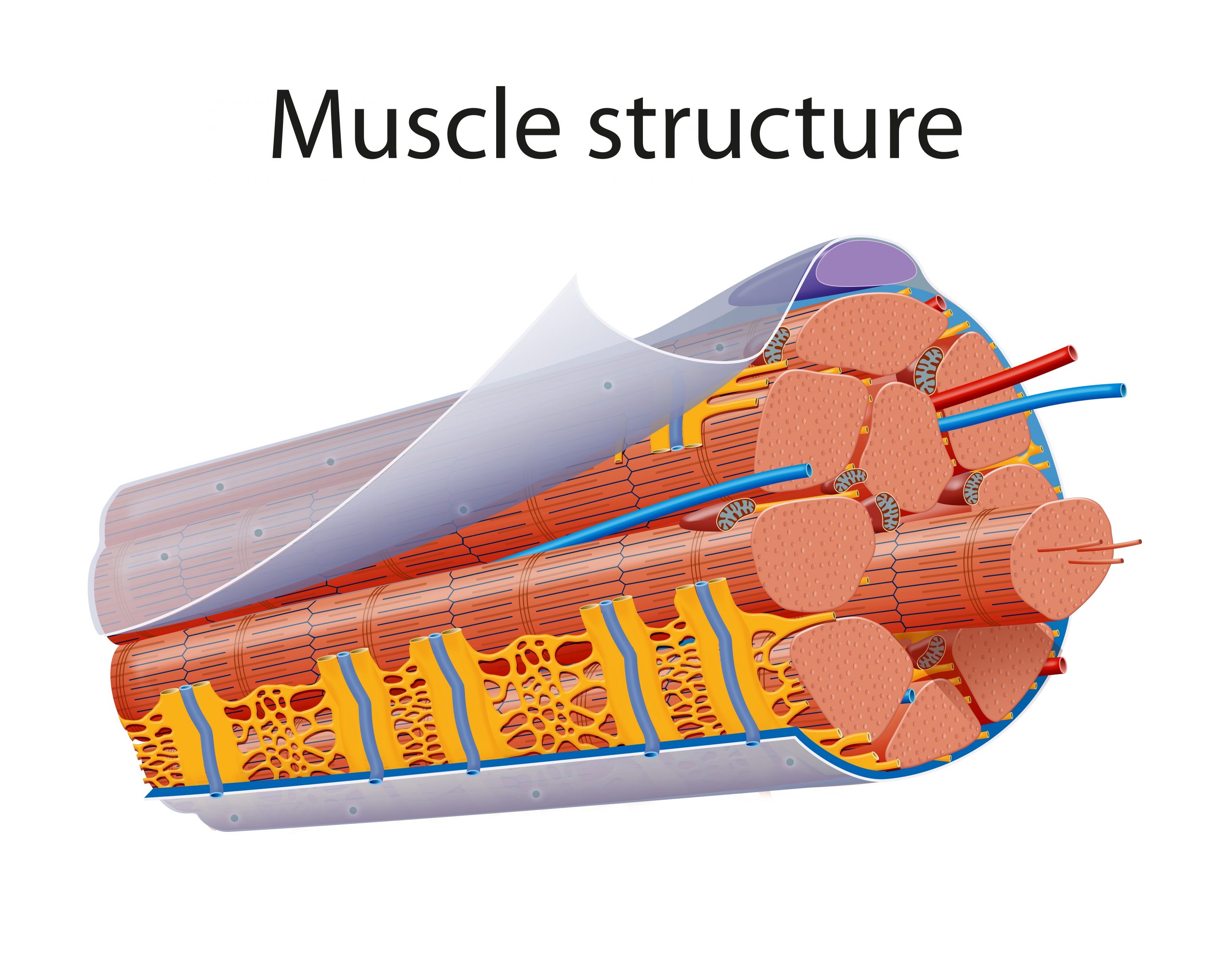 fascia