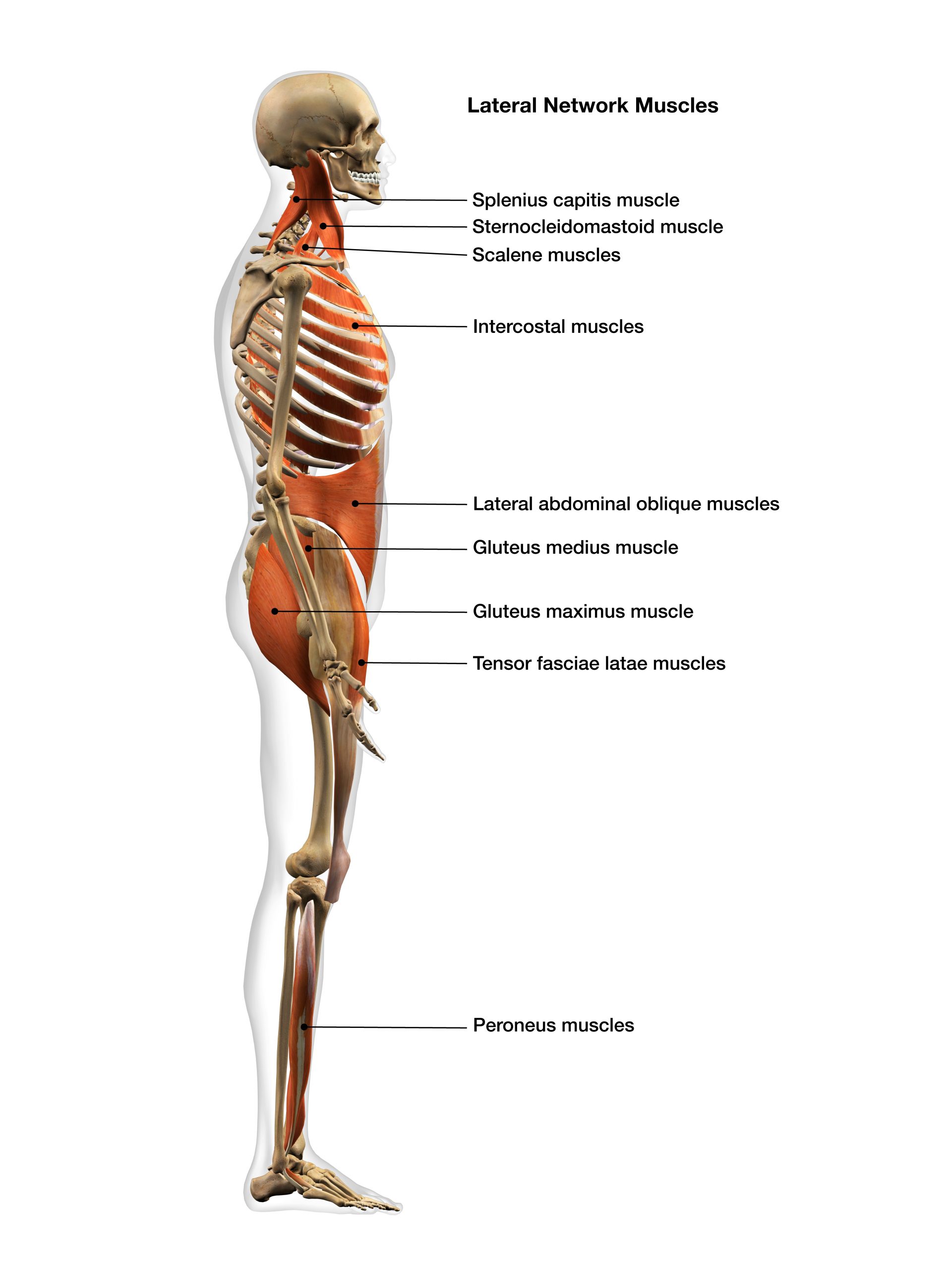 functional strength