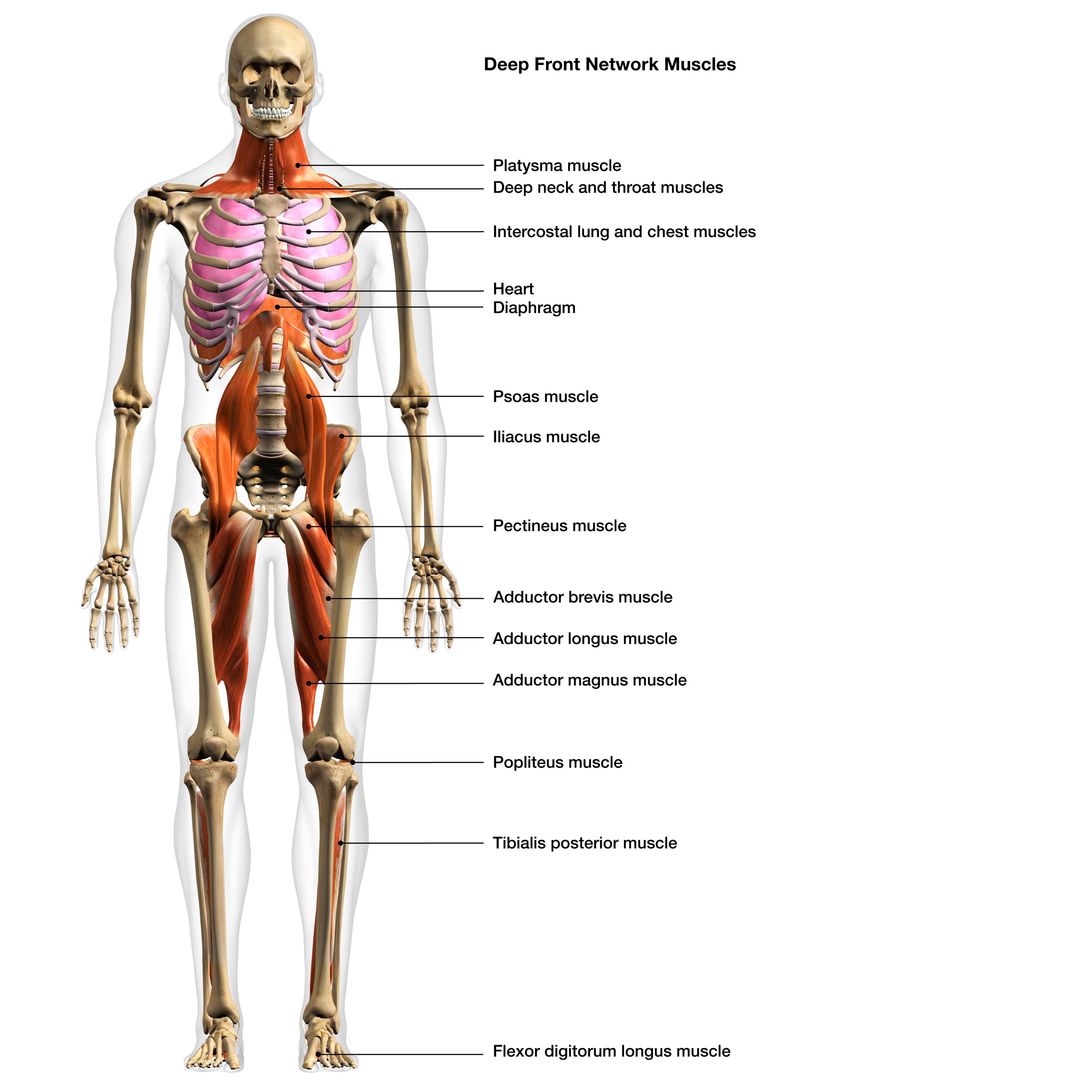 functional strength