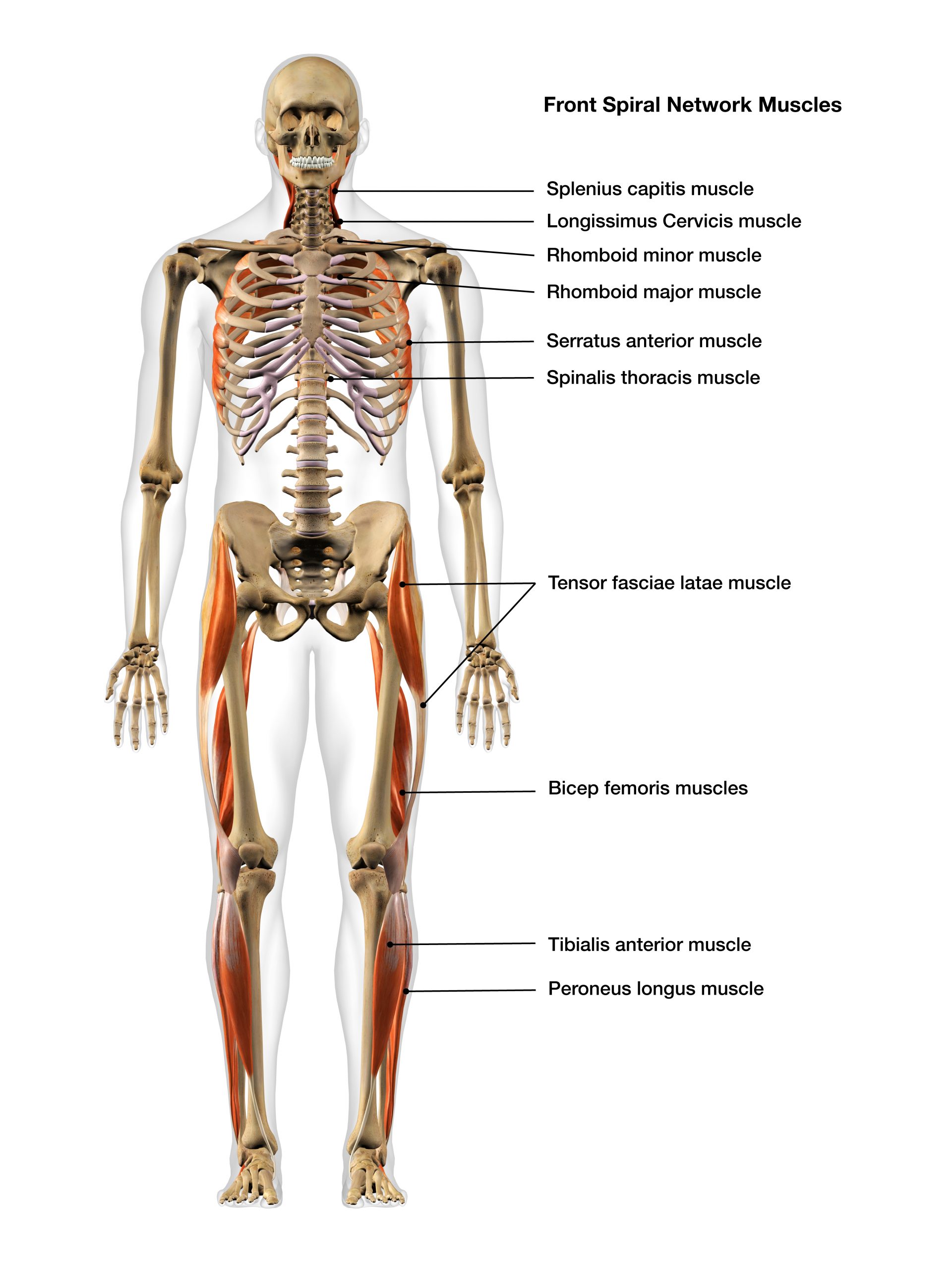 functional strength