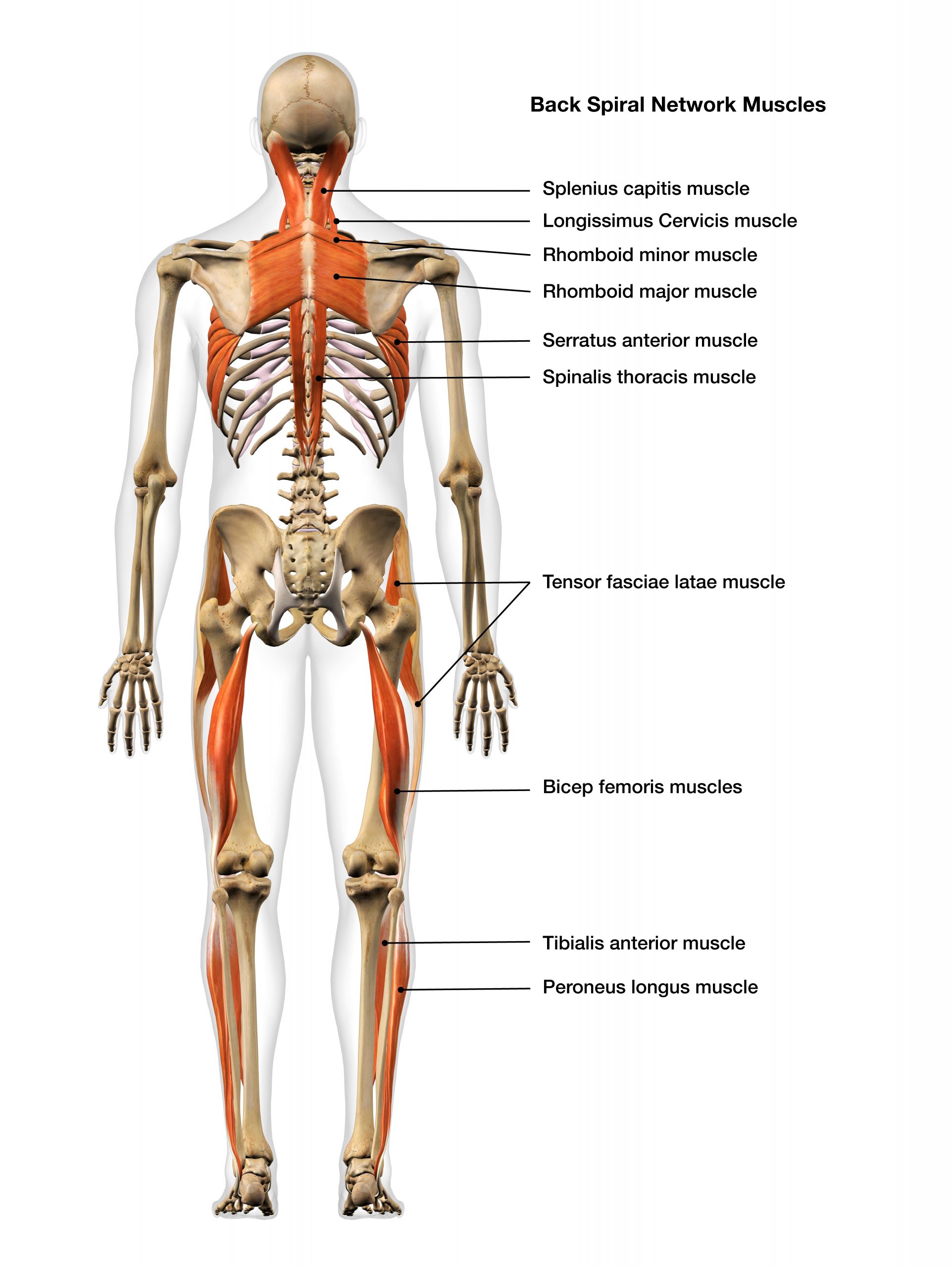 functional strength