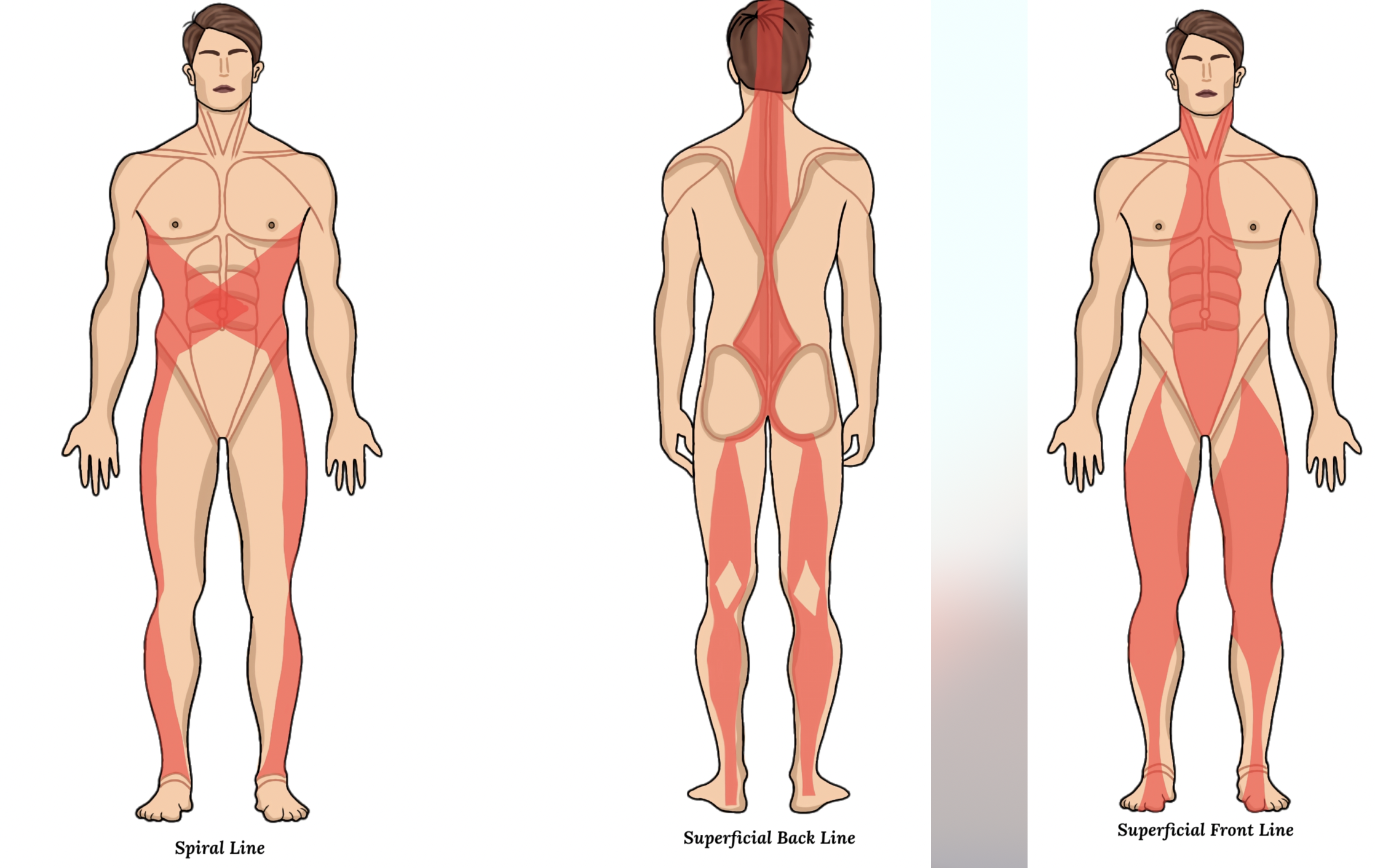 myofascial stretching