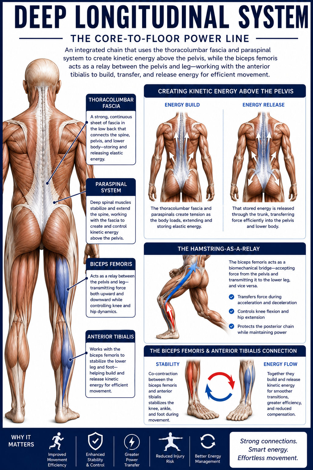 myofascial chains